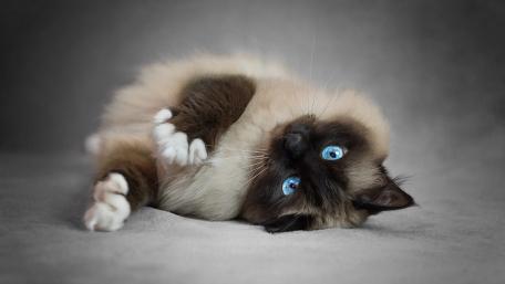 Elegant Siamese Cat with Striking Blue Eyes wallpaper