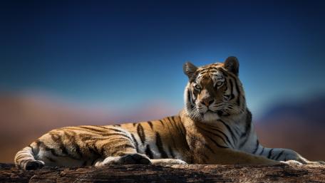 Majestic Bengal Tiger at Rest wallpaper