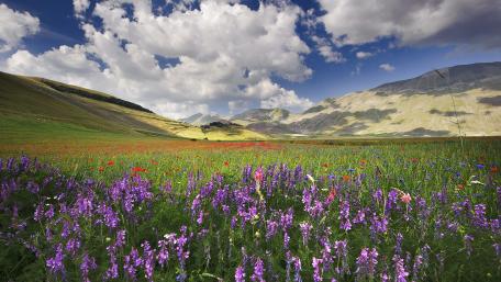 Vibrant Wildflower Paradise in a Sunlit Valley wallpaper