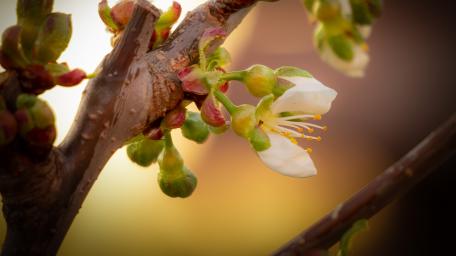 Spring Blossoms in Full Bloom Creating Nature's Beauty wallpaper
