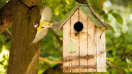 Charming Birdhouse Amidst Nature's Beauty wallpaper