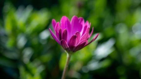 Vibrant Pink Flower with Soft Green Background wallpaper