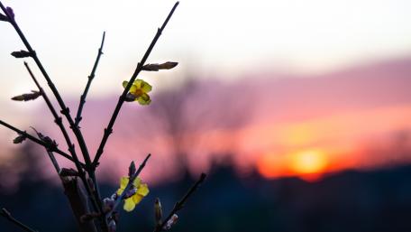 Serene Sunset Over Blossoming Branches wallpaper