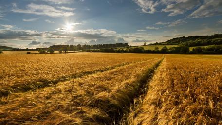 Golden Barley Fields Under a Majestic Sky wallpaper