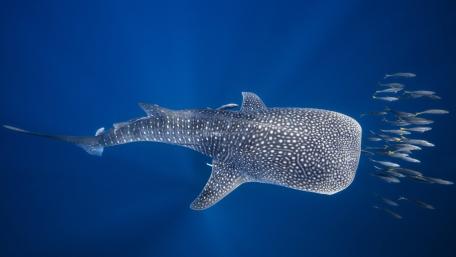 Majestic Whale Shark in the Deep Blue Ocean wallpaper