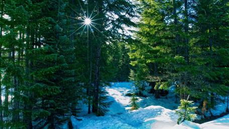 Winter sunshine wallpaper