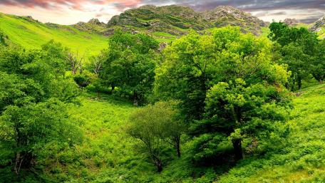 Lush Green Landscapes of Nature's Serenity wallpaper