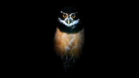 Amoled Owl wallpaper