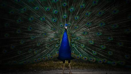 Resplendent Peacock Display in 8K Clarity wallpaper