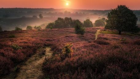 Posbank Veluwe national park at sunset wallpaper