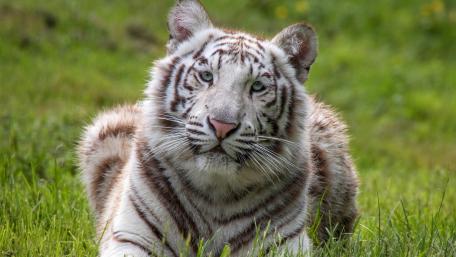 Majestic White Tiger Relaxing in Nature wallpaper