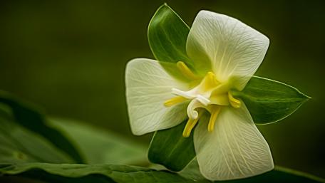 Blooming Elegance in Nature's Embrace wallpaper