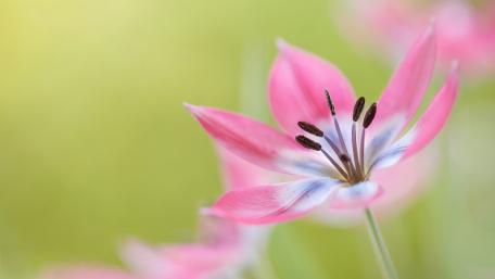 Delicate Pink Flower Close-up Beauty wallpaper