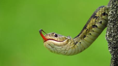 Vibrant Green Snake Against a Lush Background wallpaper