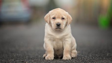 Labrador Retriever puppy wallpaper