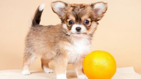 Adorable Chihuahua Puppy with Orange Ball wallpaper