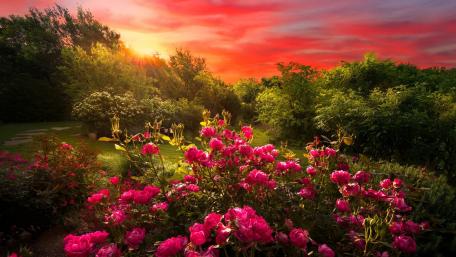 Fiery Sunset Over Garden Roses wallpaper
