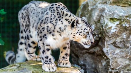 Majestic Snow Leopard in Nature wallpaper