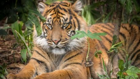 Majestic Tiger Relaxing in Nature wallpaper