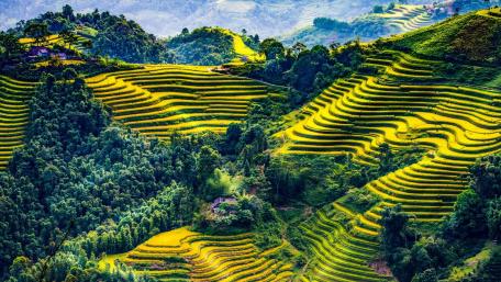 Mu Cang Chai rice terraces wallpaper