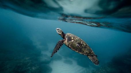 Graceful Turtle Swimming in Serene Waters wallpaper