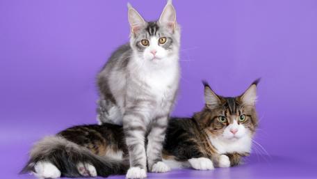 Majestic Cats Against a Purple Backdrop wallpaper
