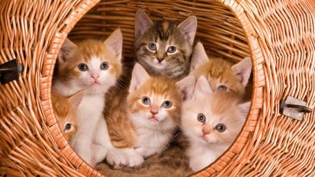 Adorable Kittens in a Cozy Basket wallpaper