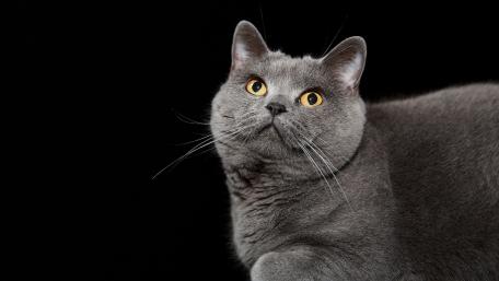 Charming British Shorthair Cat Wallpaper wallpaper