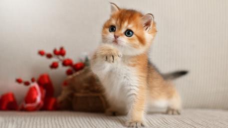 Adorable Kitten with Captivating Blue Eyes wallpaper