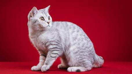 Elegant Silver Cat on Bold Red Background wallpaper