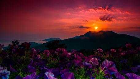 Breathtaking Sunset Over Majestic Mountains and Blossoming Flowers wallpaper