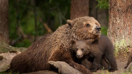 Cuddly Bears in Nature's Embrace wallpaper
