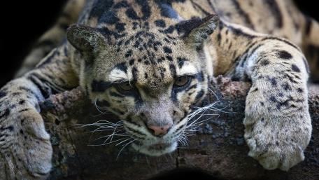 Majestic Clouded Leopard in the Wild wallpaper