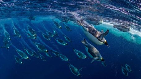 Breathtaking Underwater Dance of Emperor Penguins wallpaper