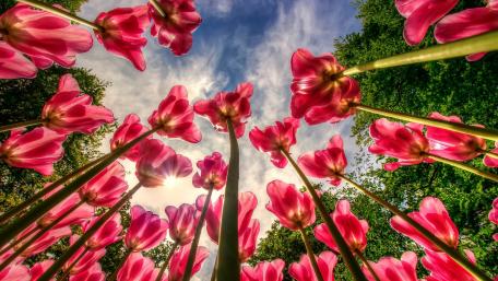Vibrant Tulips Under a Sunny Sky wallpaper