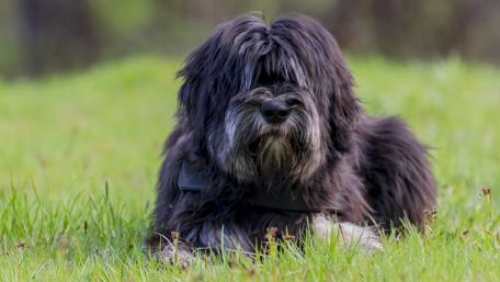 Kano - Polish Lowland Sheepdog wallpaper