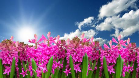 Vibrant Pink Hyacinths in Spring Sunshine wallpaper