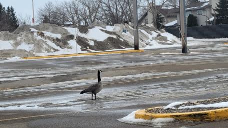 Canadian goose wallpaper