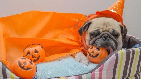 Adorable Pug in Halloween Costume wallpaper