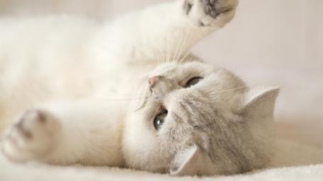 Charming White Kitten in Playful Pose wallpaper