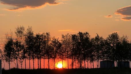 Trees in the sunset wallpaper