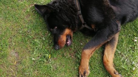 Playful Rottweiler Enjoying the Outdoors wallpaper