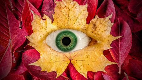 Mysterious Green Eye Amid Autumn Leaves wallpaper