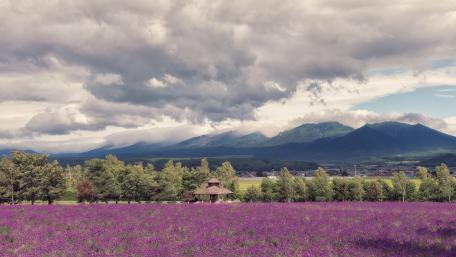 Serene Lavender Field Under Majestic Clouds wallpaper