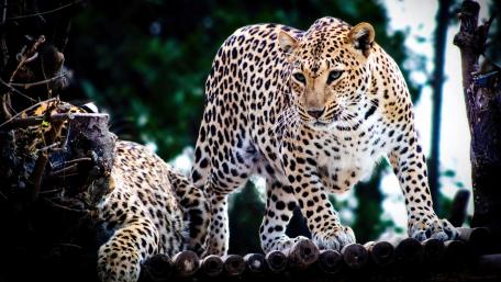 Majestic Jaguar in a Natural Habitat wallpaper
