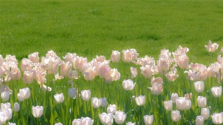 Elegance of Spring Tulips Together with Nature's Beauty wallpaper