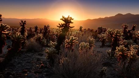 Desert Sunset Behind Cholla Cacti Landscape wallpaper