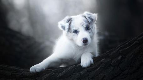 Australian Shepherd puppy wallpaper