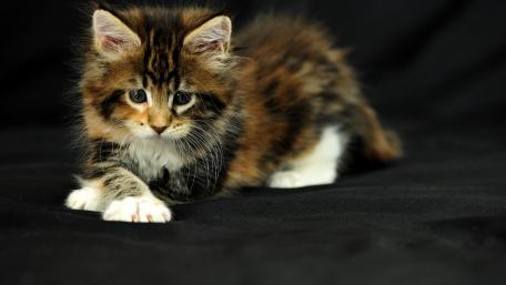 Playful Kitten on a Dark Background wallpaper