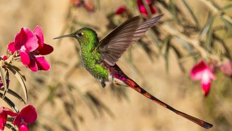 Vibrant Hummingbird in Flight Among Blossoms wallpaper